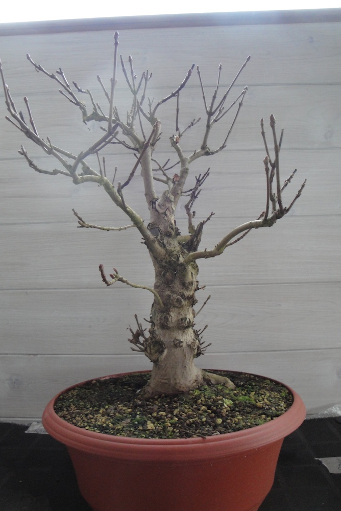 Bonsai Baum Ahorn